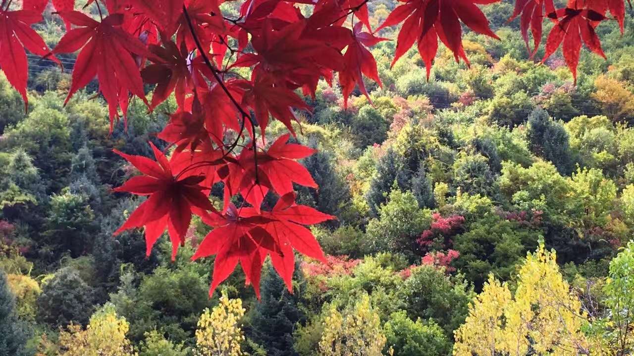2016四川紅葉生态旅遊節暨第四屆冰山(shān)彩林節在黑水開幕